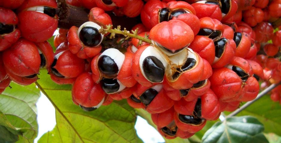 guarana termeszetes energiaforras kratomworld akcios cikk