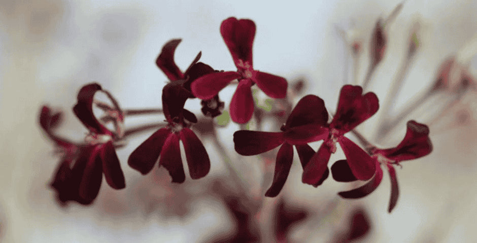 Pelargonium kivonat korai stádiumú betegség kratomworld